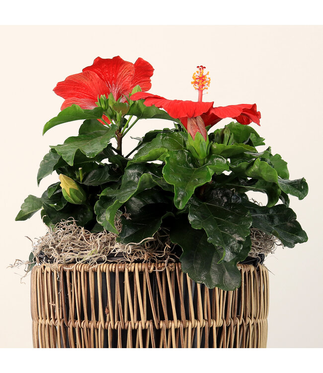 Hibiscus rouge 8 po | Éclat exotique pour intérieur et extérieur