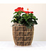 Hibiscus rouge 8 po | Éclat exotique pour intérieur et extérieur