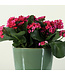 Kalanchoe 6 po | Fleurs colorés pour personnaliser votre environnement
