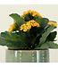 Kalanchoe 6 po | Fleurs colorés pour personnaliser votre environnement