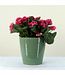 Kalanchoe 6 po | Fleurs colorés pour personnaliser votre environnement
