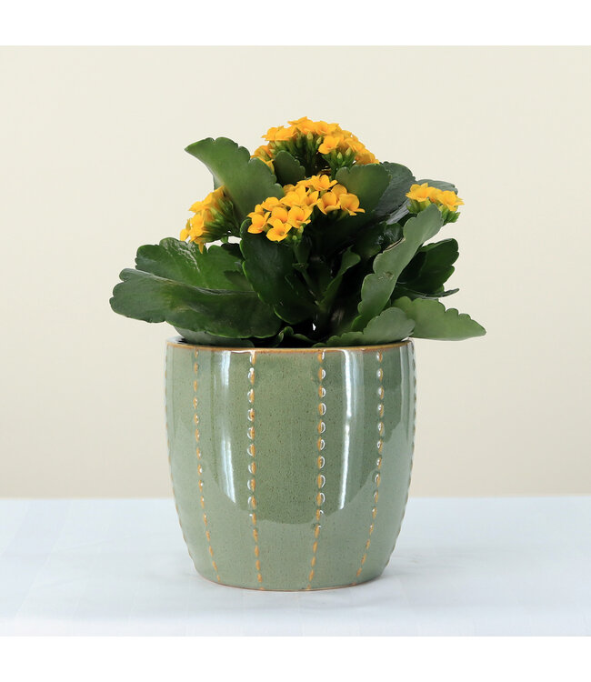 Kalanchoe 6 po | Fleurs colorés pour personnaliser votre environnement