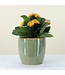 Kalanchoe 6 po | Fleurs colorés pour personnaliser votre environnement