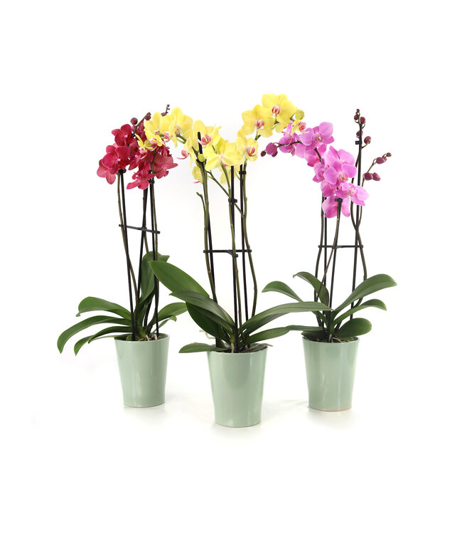 Orchidée Phalaenopsis | Éclat et floraison durable