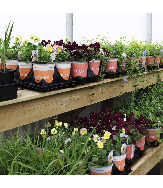 Vivaces 9cm | Variétés à perte de vue