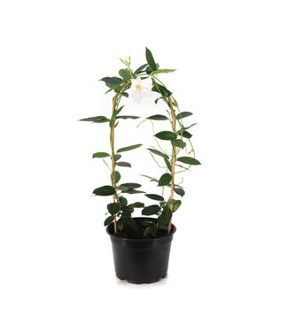 Mandevilla Blanc  21 cm