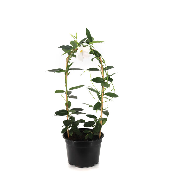 Mandevilla Blanc  21 cm | Douceur d'été