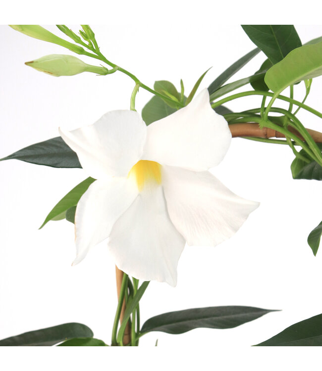 Mandevilla Blanc  21 cm | Douceur d'été