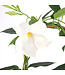 Mandevilla Blanc  21 cm | Douceur d'été