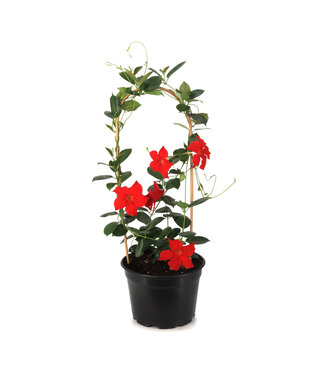 Mandevilla Rouge treillis 21 cm