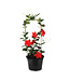 Mandevilla Rouge treillis 21 cm | Douceur grimpante d'été