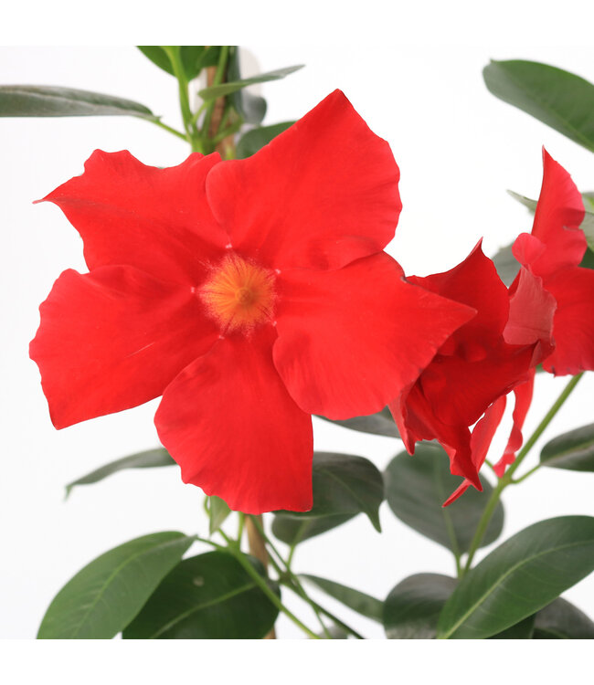 Mandevilla Rouge treillis 21 cm | Douceur grimpante d'été