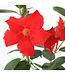 Mandevilla Rouge treillis 21 cm | Douceur grimpante d'été
