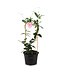 Mandevilla Rose treillis 21 cm | Douceur grimpante d'été