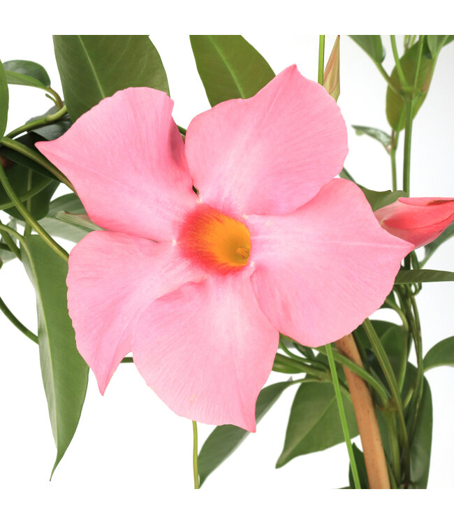 Mandevilla Rose treillis 21 cm | Douceur grimpante d'été