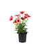 Osteospermum señoritas havilah 4.5 po
