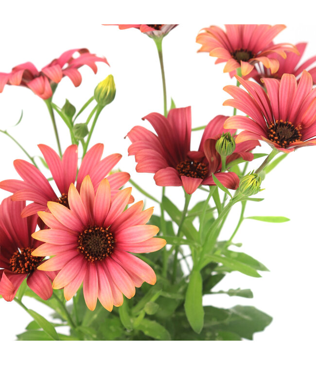 Osteospermum señoritas havilah 4.5 po | Marguerite du Cap rose éclatante