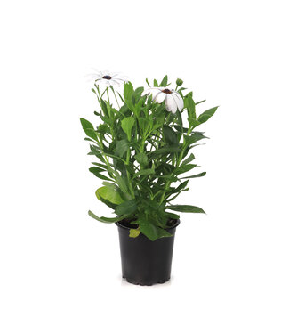 Osteospermum señoritas blanca 4.5 po