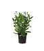 Osteospermum señoritas blanca 4.5 po