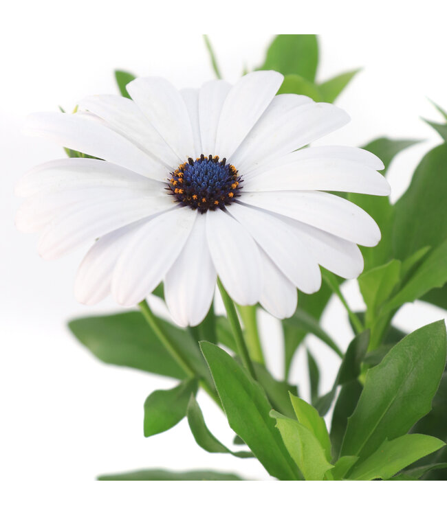 Osteospermum señoritas blanca 4.5 po | Marguerite du Cap blanche
