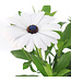 Osteospermum señoritas blanca 4.5 po | Marguerite du Cap blanche