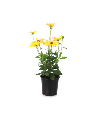 Osteospermum señoritas solana 4.5 po