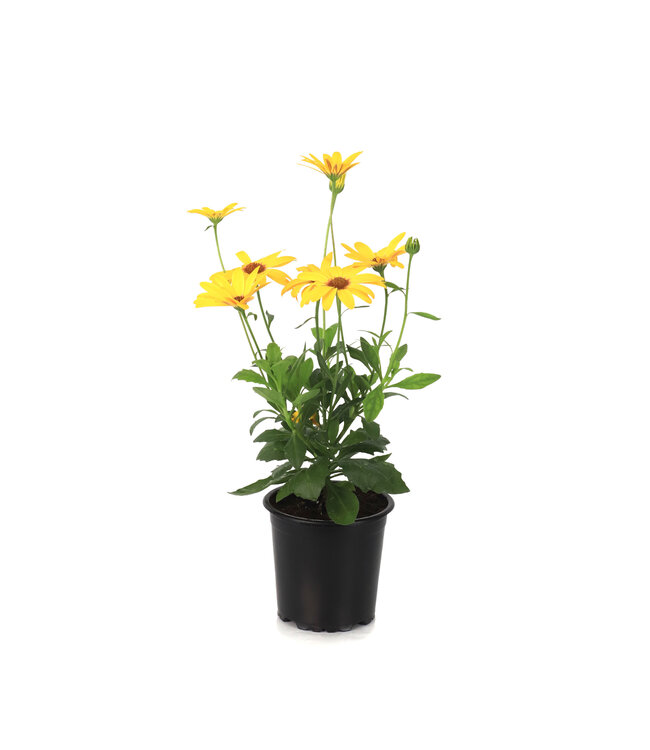 Osteospermum señoritas solana 4.5 po | Marguerite du Cap jaune soleil