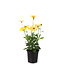 Osteospermum señoritas solana 4.5 po