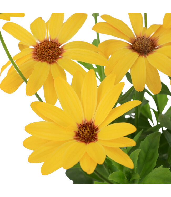 Osteospermum señoritas solana 4.5 po | Marguerite du Cap jaune soleil