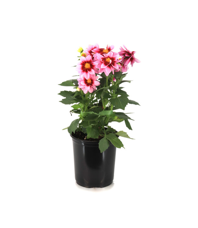 Dahlia dalaya yogi 1 gal | Floraison vive et attrayante