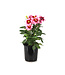 Dahlia dalaya yogi 1 gal | Floraison vive et attrayante