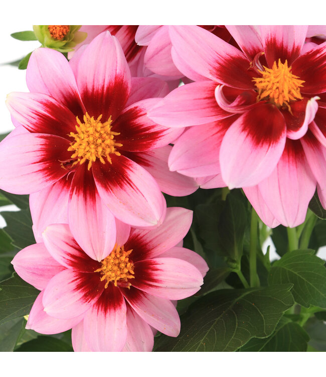 Dahlia dalaya yogi 1 gal | Floraison vive et attrayante