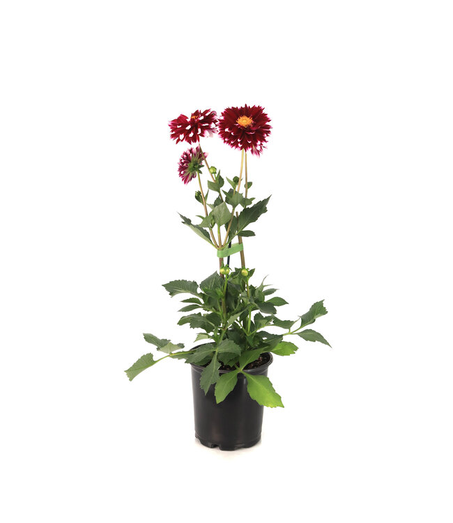 Dahlia dalaya purple eye 1 gal | Floraison spectaculaire