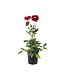 Dahlia dalaya purple eye 1 gal | Floraison spectaculaire