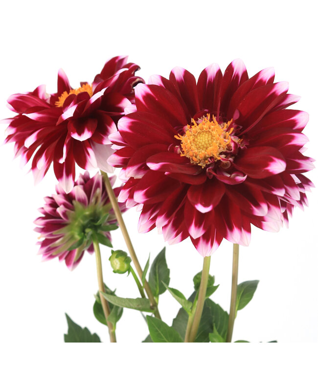 Dahlia dalaya purple eye 1 gal | Floraison spectaculaire