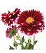 Dahlia dalaya purple eye 1 gal | Floraison spectaculaire