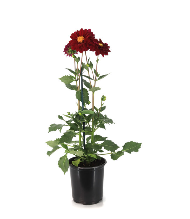 Dahlia dalaya purple eye 1 gal | Floraison spectaculaire