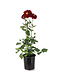 Dahlia dalaya purple eye 1 gal | Floraison spectaculaire