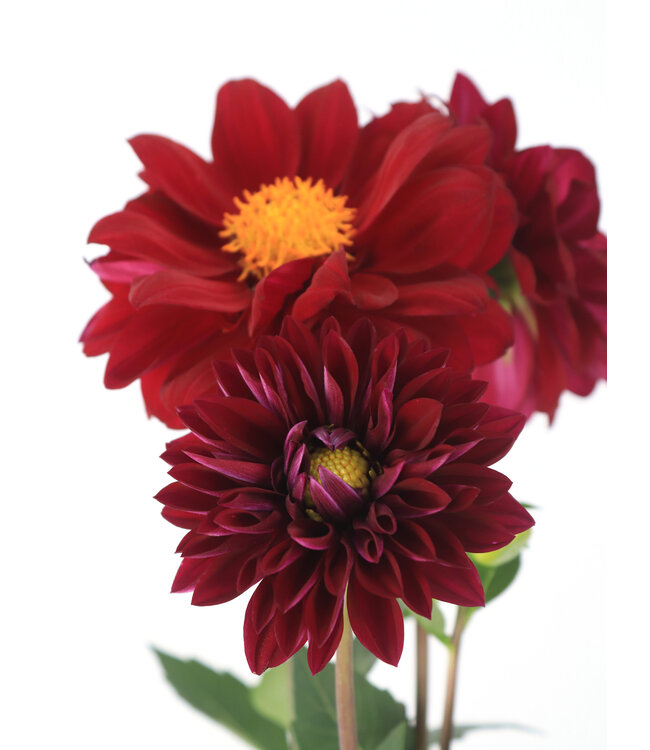 Dahlia dalaya purple eye 1 gal | Floraison spectaculaire