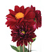 Dahlia dalaya purple eye 1 gal | Floraison spectaculaire