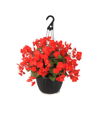 Begonia Macarouge 12 po