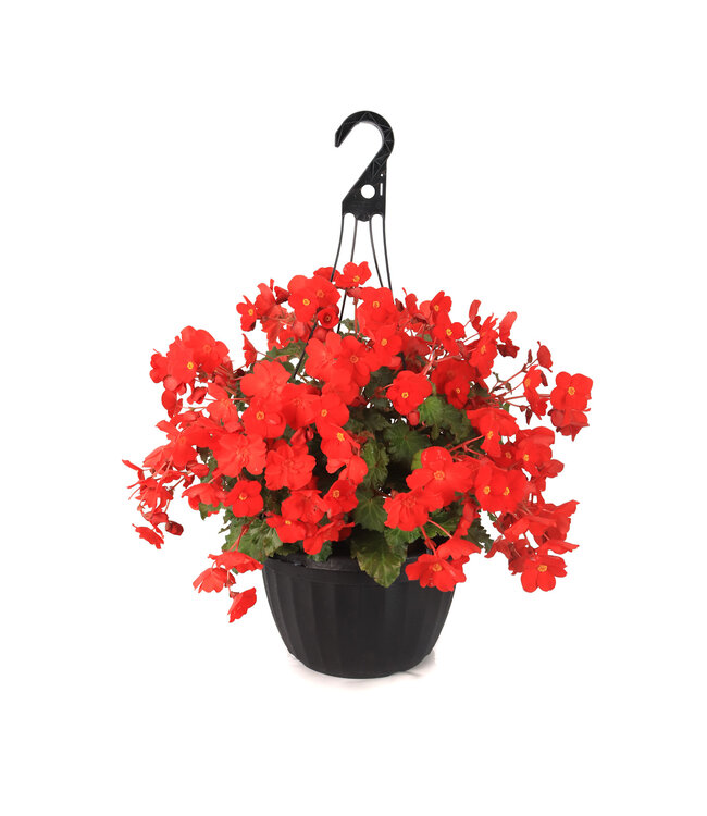 Begonia Macarouge 12 po | Floraison rouge éclatante