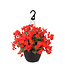 Begonia Macarouge 12 po