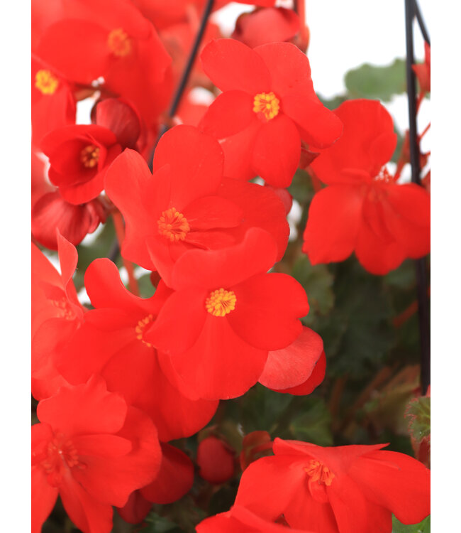 Begonia Macarouge 12 po | Floraison rouge éclatante