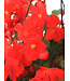 Begonia Macarouge 12 po | Floraison rouge éclatante