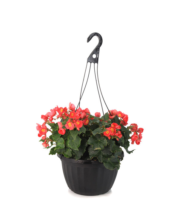 Begonia valentino pink  12 po | Floraison abondante