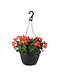 Begonia valentino pink  12 po | Floraison abondante