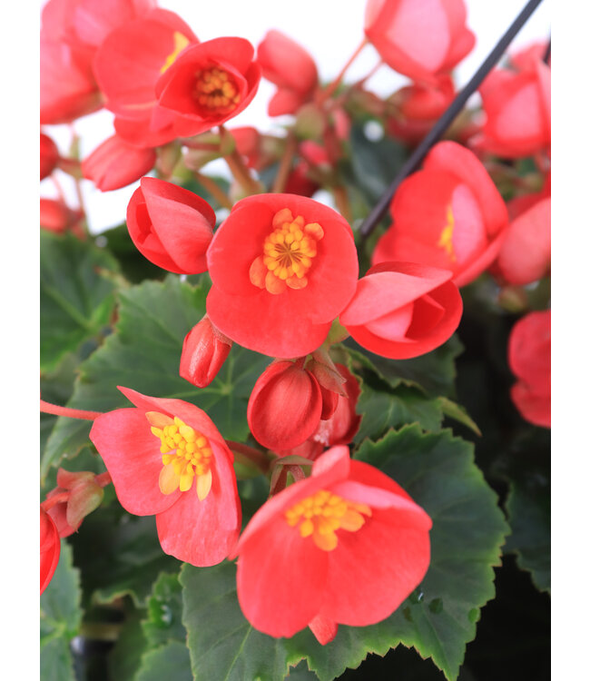 Begonia valentino pink  12 po | Floraison abondante