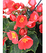 Begonia valentino pink  12 po | Floraison abondante