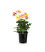 Dahlia dalaya shari 1 gal | Floraison incroyable bicolore